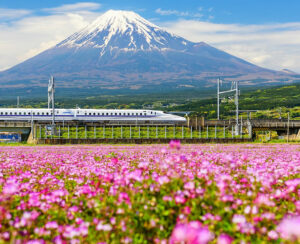 Shinkansen or JR Bullet train run pass through Mt. Fuji and Shibazakura at spring