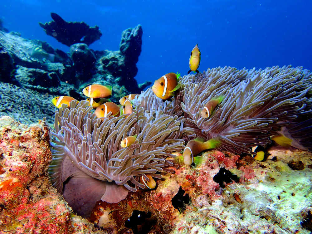 kagi maldives fish