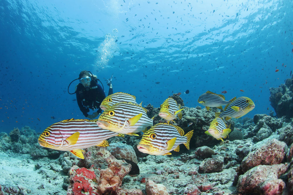 conrad maldives fish