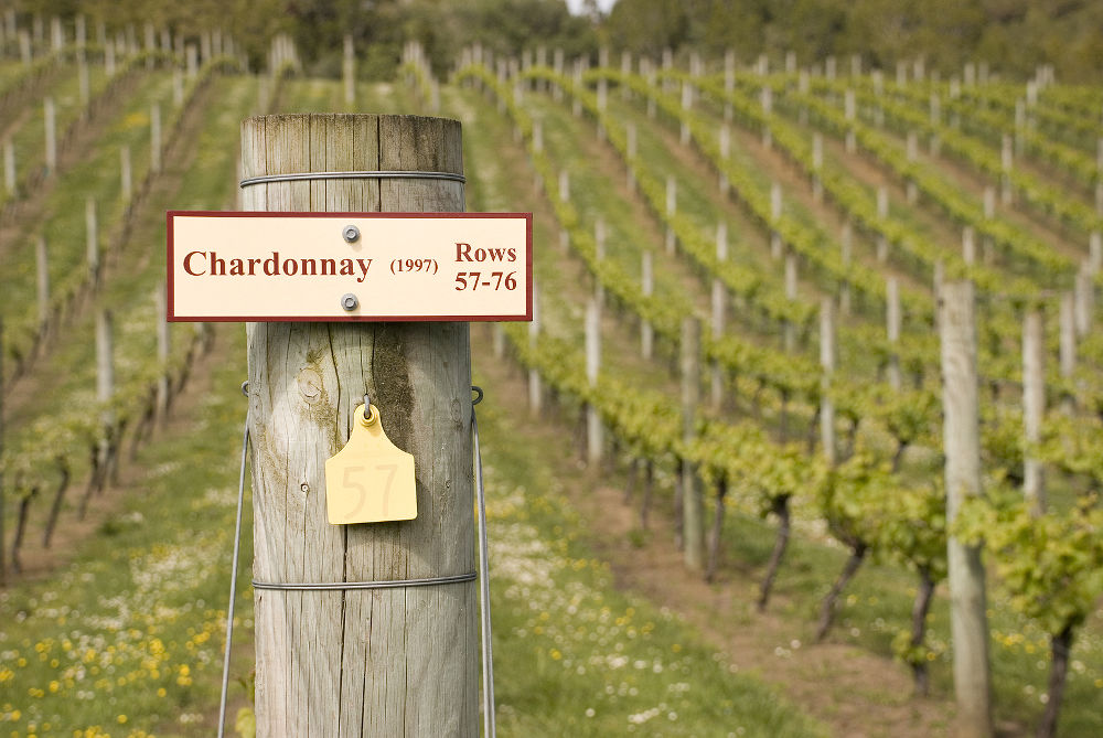 Chardonnay grapes beginning to show spring growth