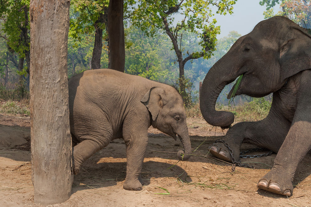 Elephant and baby elephant in Chitwan National Park,Nepal