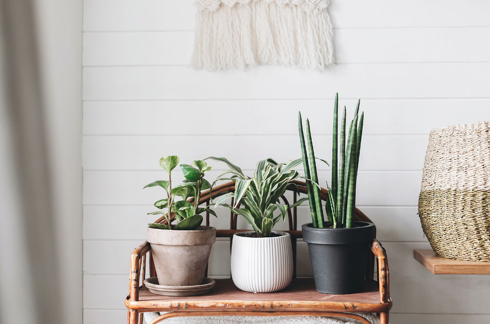 Stylish green plants in pots on wooden vintage stand