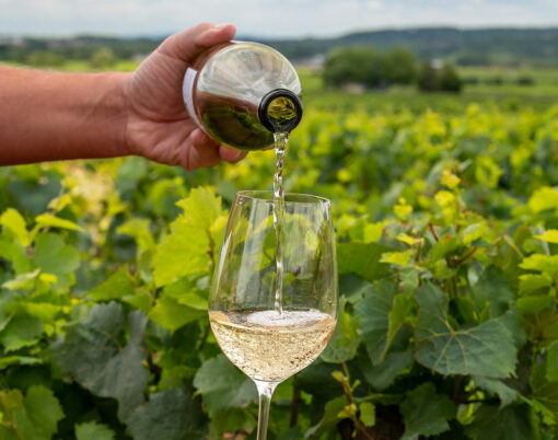 Tasting of high quality white dry wine made from Chardonnay grapes on grand cru classe vineyards near Puligny-Montrachet village, Burgundy, France