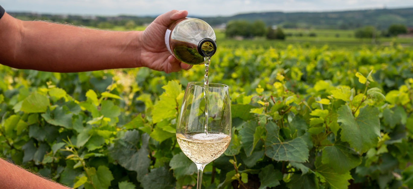 Tasting of high quality white dry wine made from Chardonnay grapes on grand cru classe vineyards near Puligny-Montrachet village, Burgundy, France