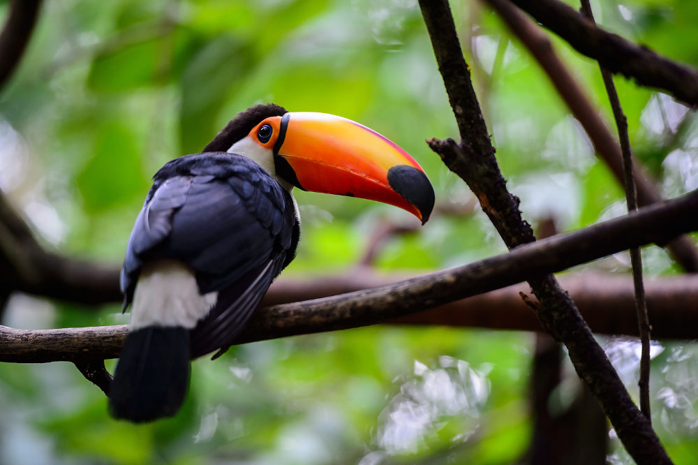 Toucan Amazon rainforest