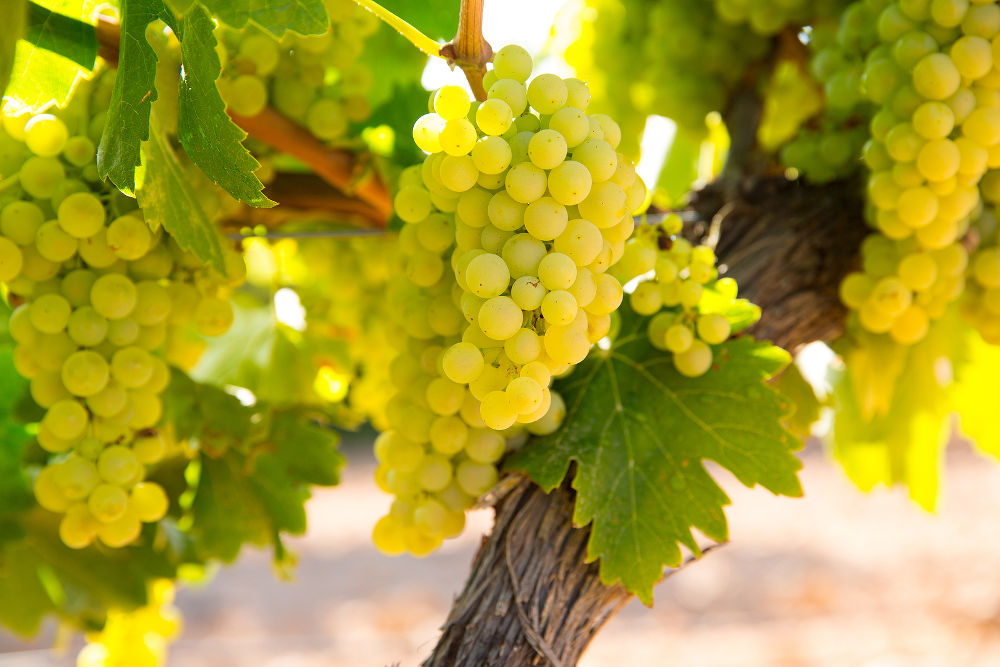 chardonnay Wine grapes in vineyard raw ready for harvest in Mediterranean