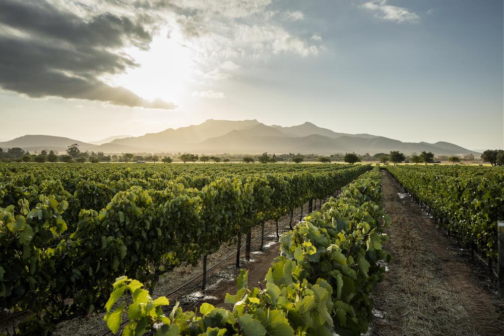 vineyard south africa