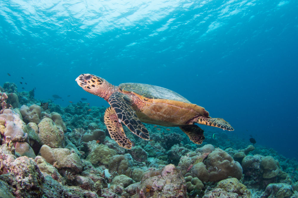 inter maldives turtle