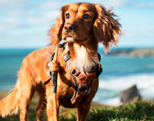 Dog-friendly hotels guide