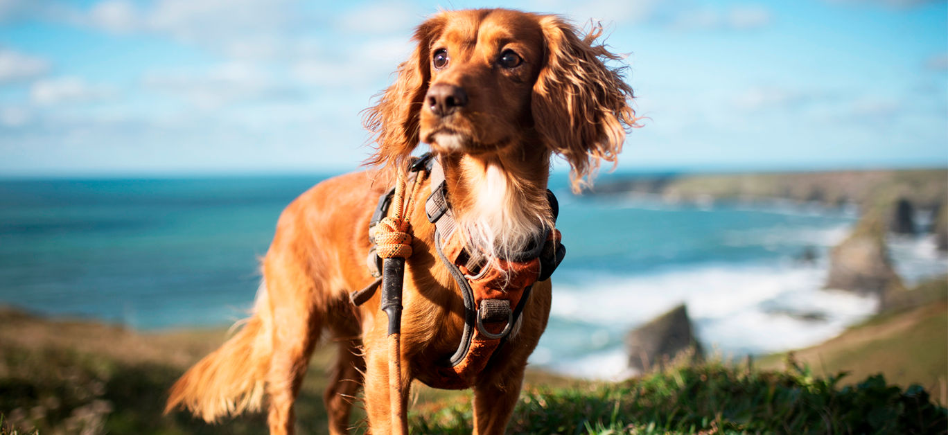 Dog-friendly hotels guide