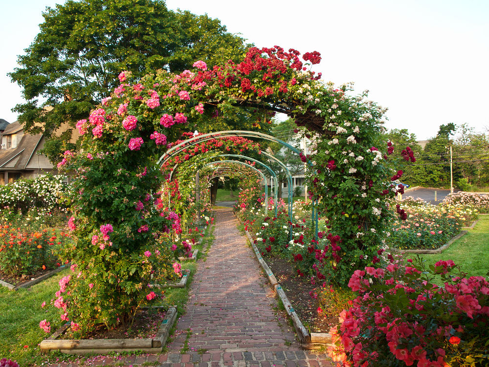 formal rose garden with arching trellises covered in flowers