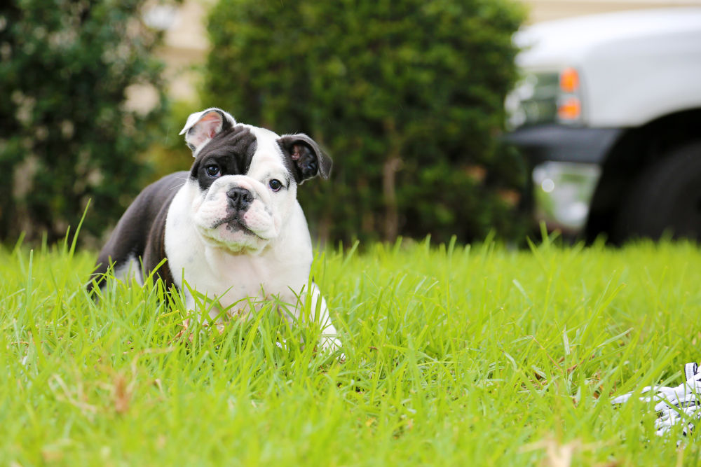 bulldog puppy