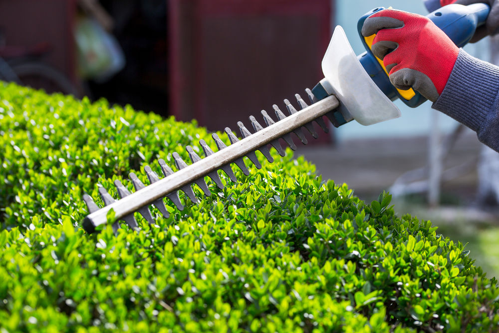 Cutting a hedge with electrical hedge trimmer. Selective focus