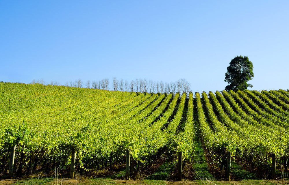 Late afternoon sun baths a scenic vineyard