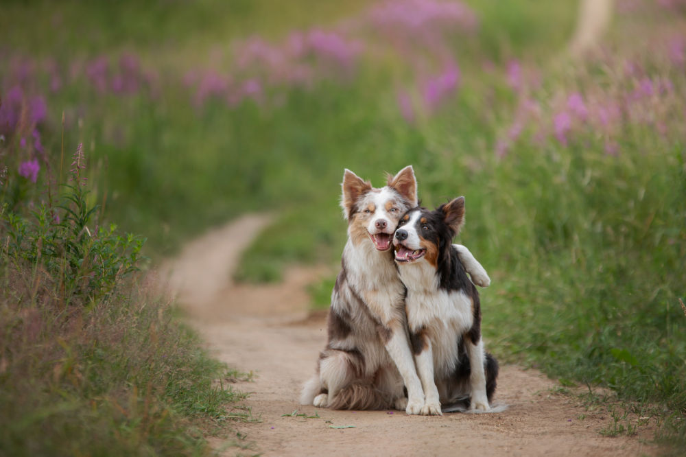 border collies 