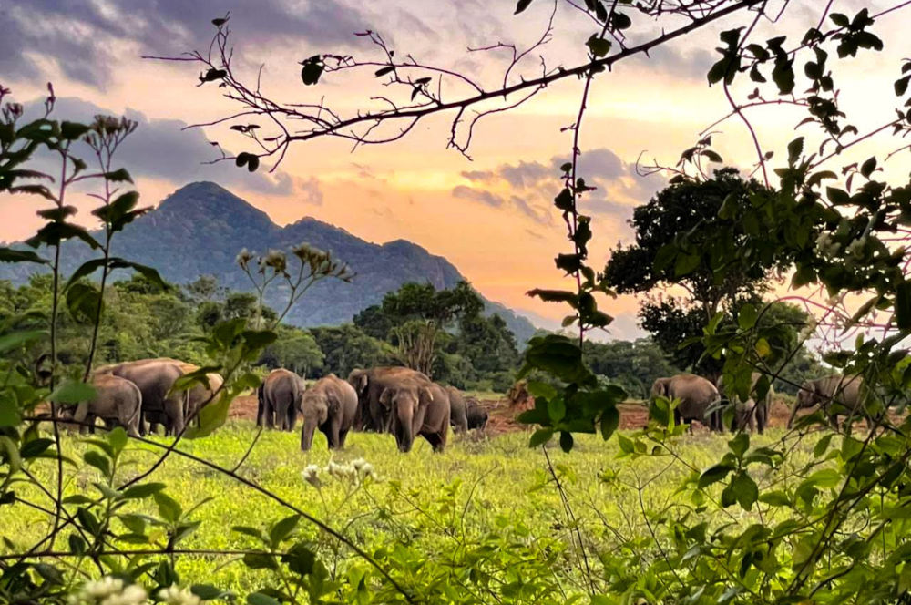 elephants at uga ulagalla