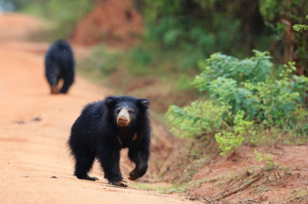 sloth bear at Yala National Park