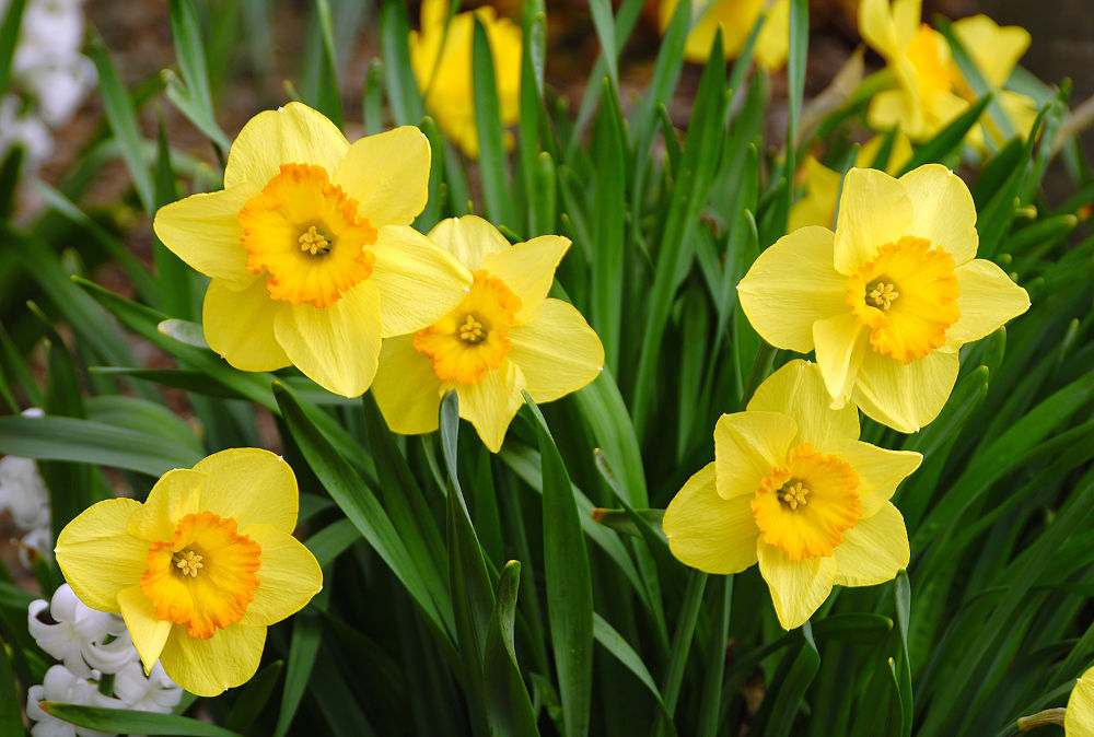 Bright daffodils at the arrival of spring season