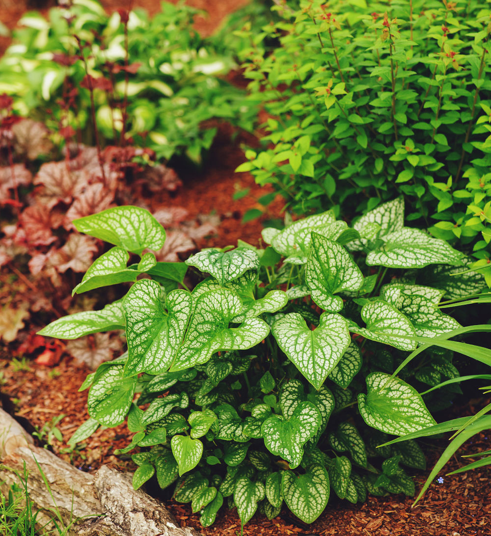 Brunnera "Jack Frost" planted in mixed border iwith pine bark pieces mulch on the ground. Companion planting in garden design