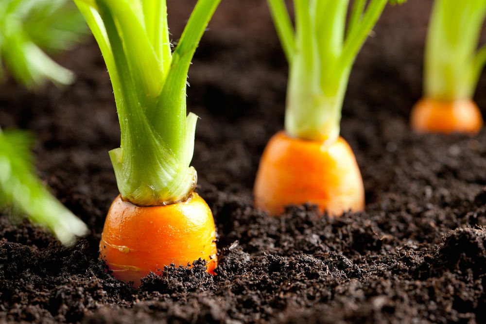 Carrot vegetable grows in the garden in the soil organic background closeup