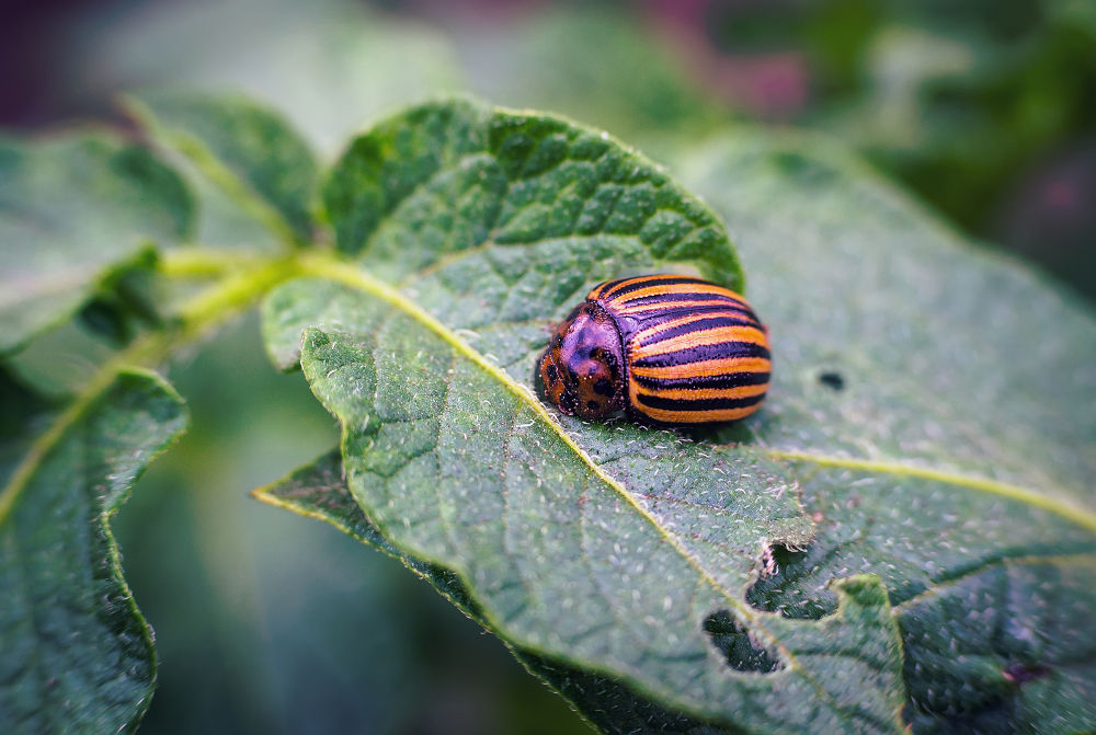 Colorado beetle on a sheet of potato bush in the garden