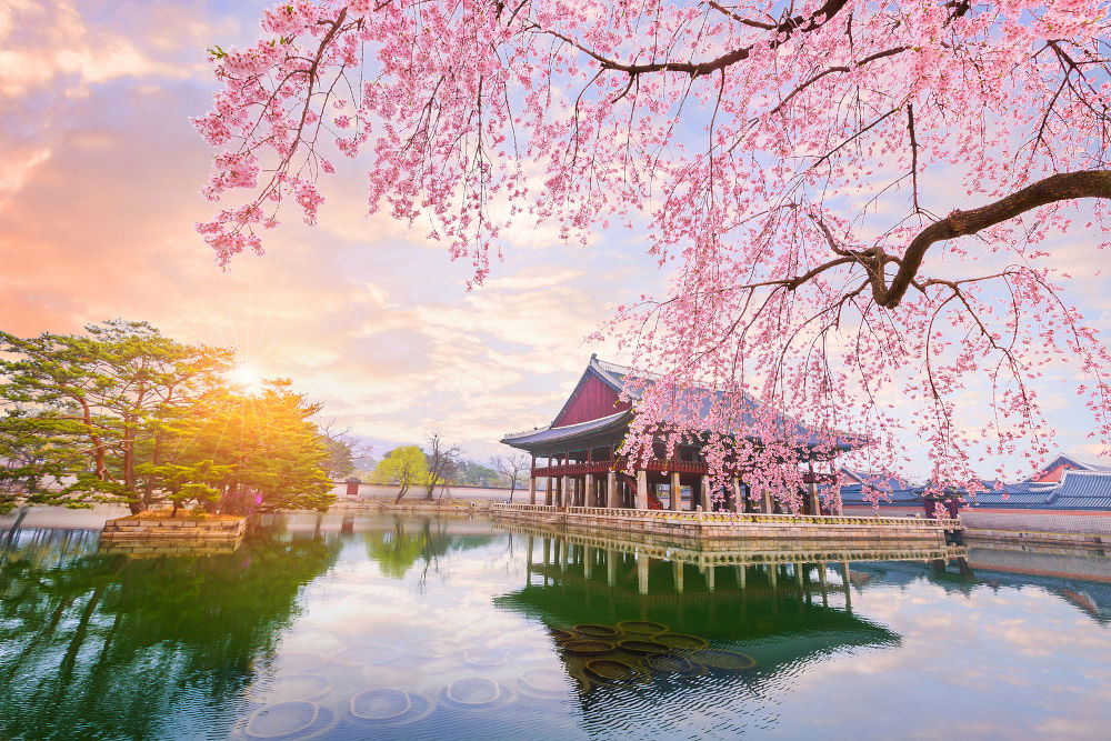 Gyeongbokgung palace with cherry blossom tree in spring time in seoul city of korea south korea.