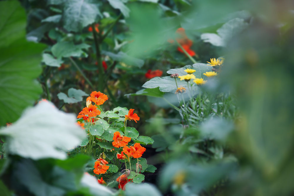 Nasturtiums, companion plants, growing as a trap crop for attracting aphids or squash bugs from vegetable plants.