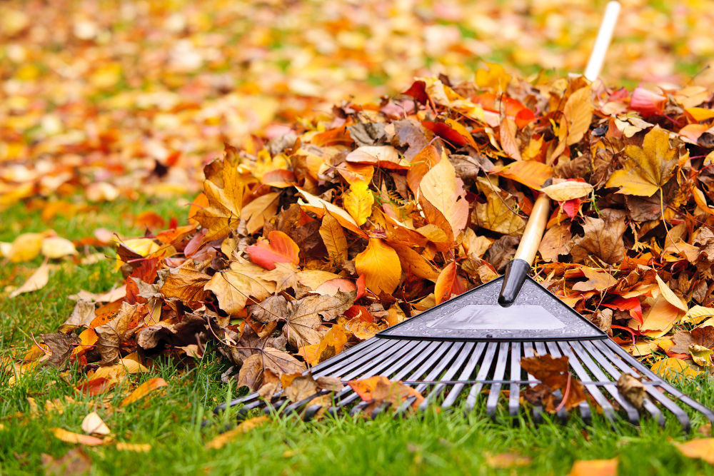 autumn leaves and a rake