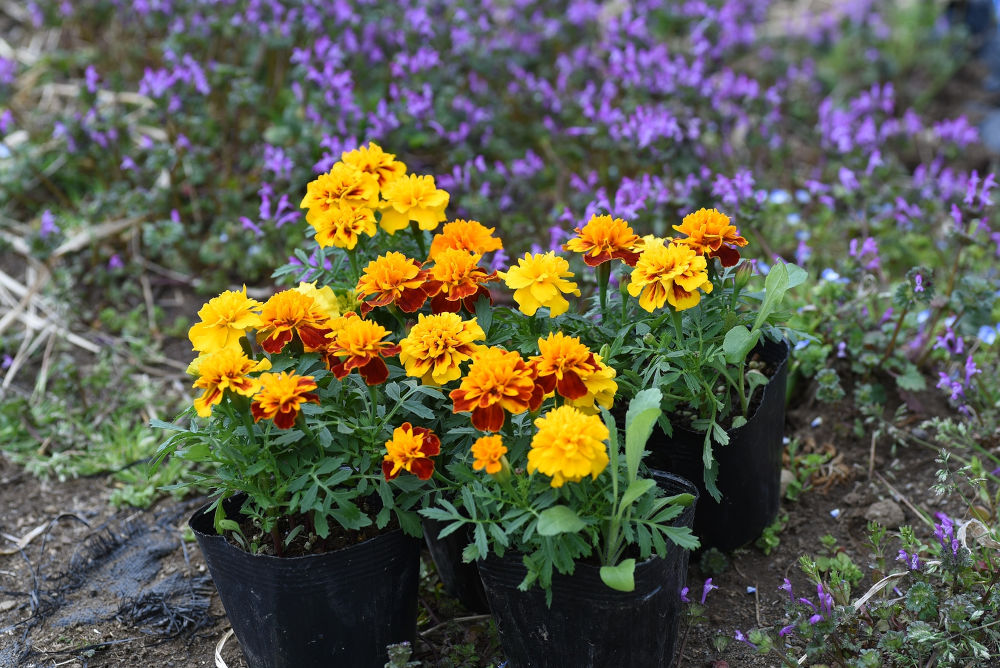 Marigold is also known as a companion plant that activates vegetables by planting it nearby