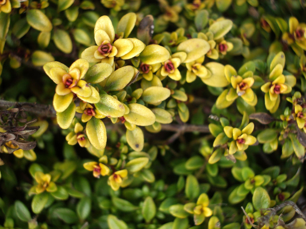 this is a thyme plant.