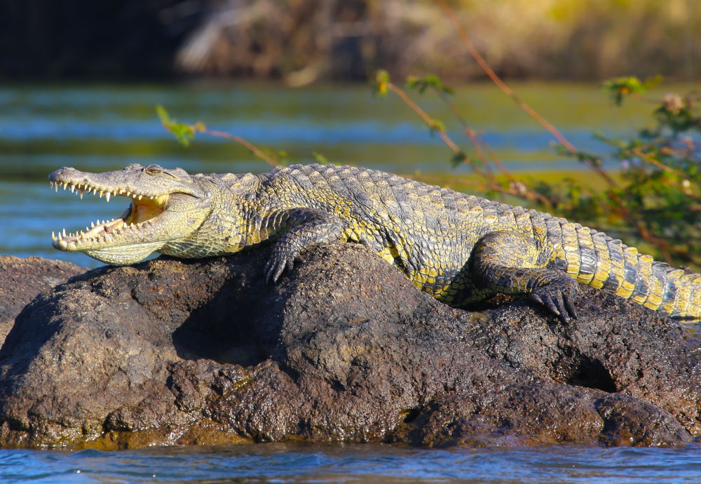 zambezi croc