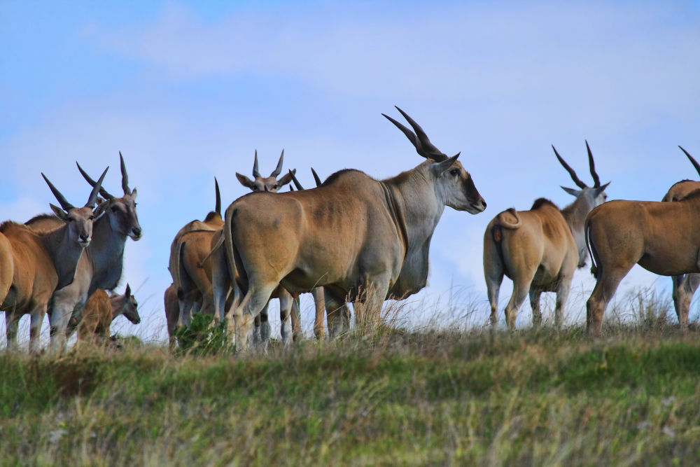 zambezi eland