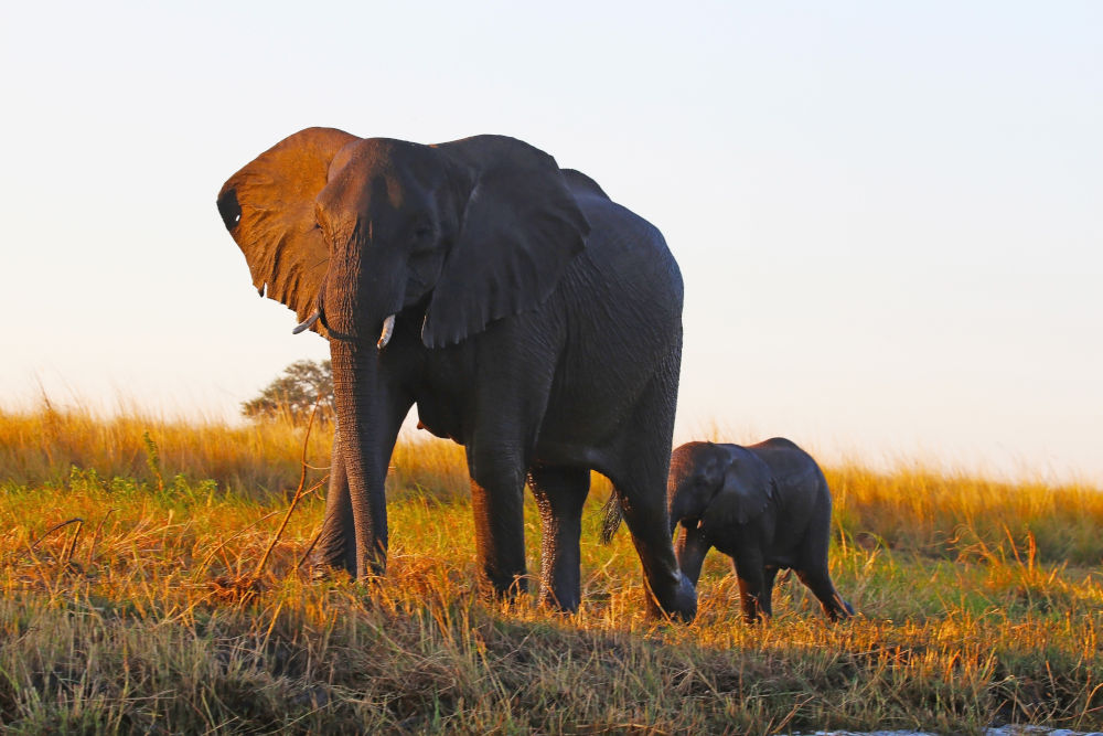 zambezi elephants