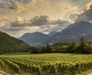 ferrari trento vineyards