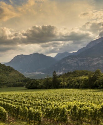 ferrari trento vineyards