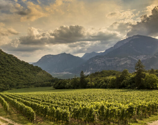 ferrari trento vineyards