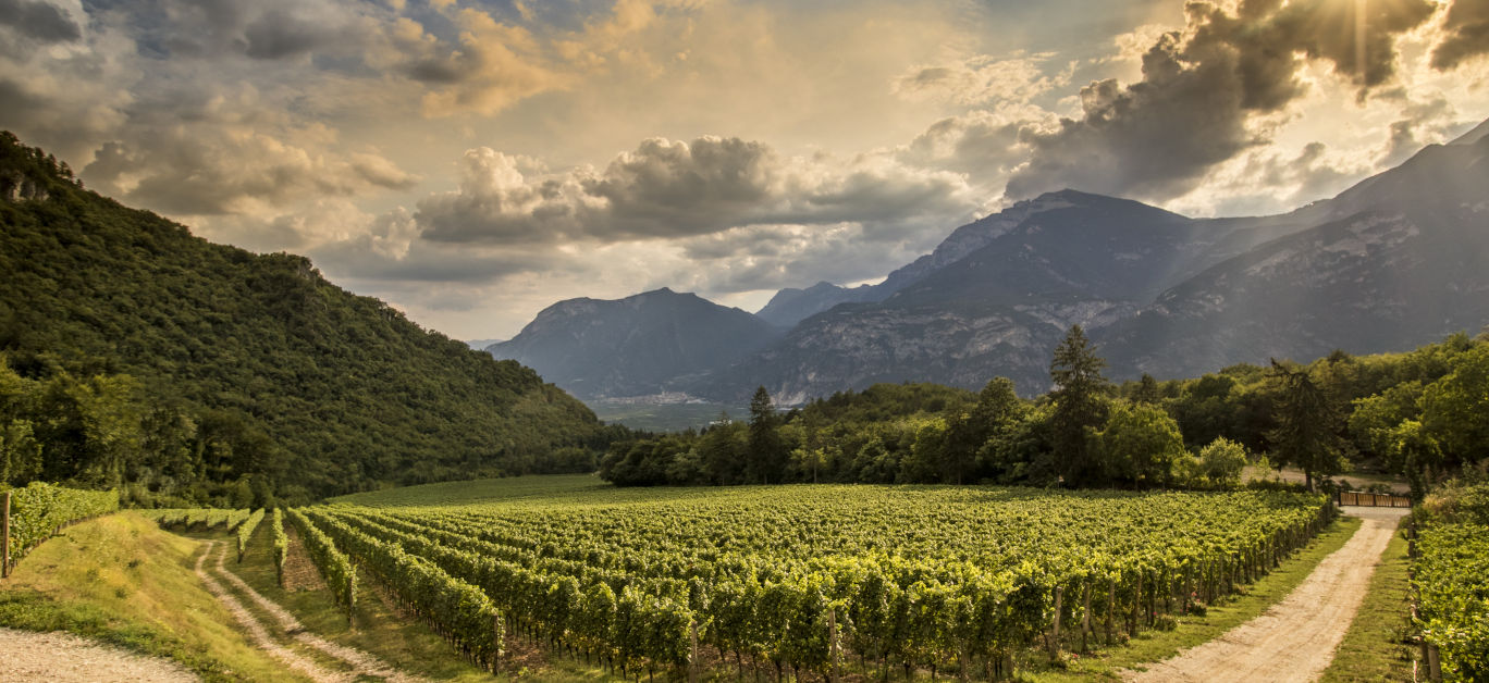 ferrari trento vineyards