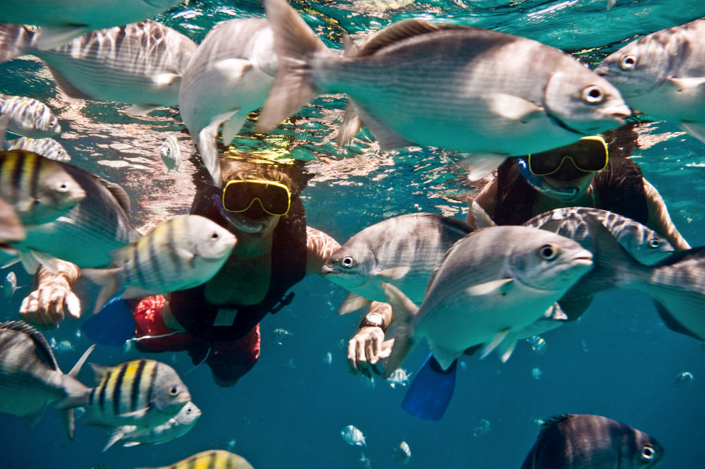 barbados snorkels