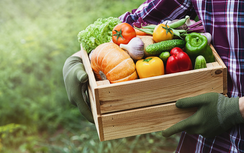 Farmer holds in his hands a wooden box with a vegetables produce on the background of the garden