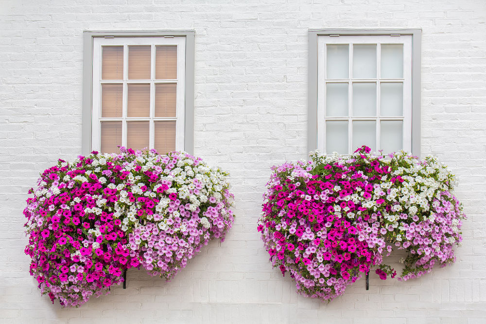 flowers in window boxes