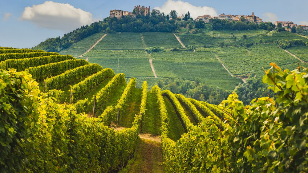 Panorama of Novello (Piedmont, Italy) with the town and the vineyards. Novello is the main villages of the Langhe wine district.