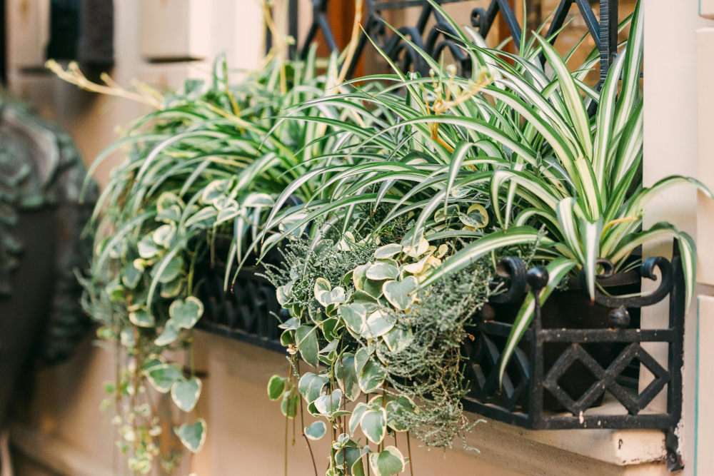 succulents in window boxes