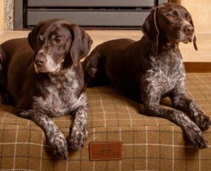 ivy and duke dog bed