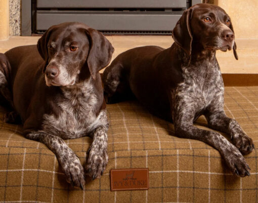 ivy and duke dog bed