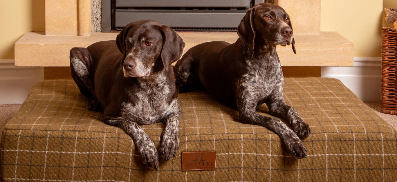 ivy and duke dog bed