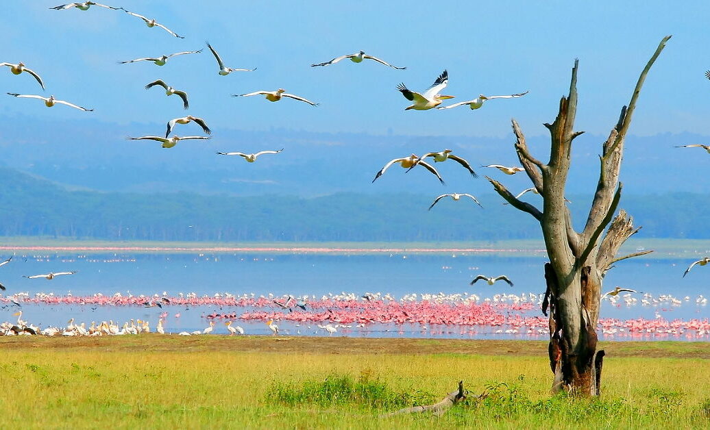 Dry tree. Africa. Kenya. Lake Nakuru