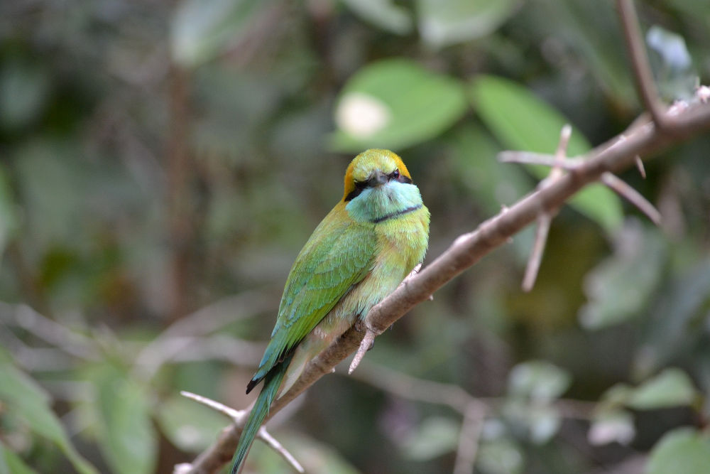 sri lanka bird