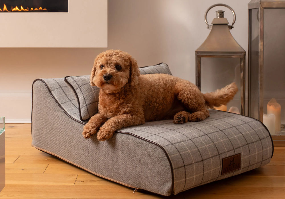 The Chaise-Chien