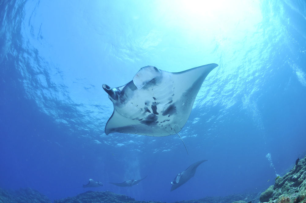 manta rays maldives