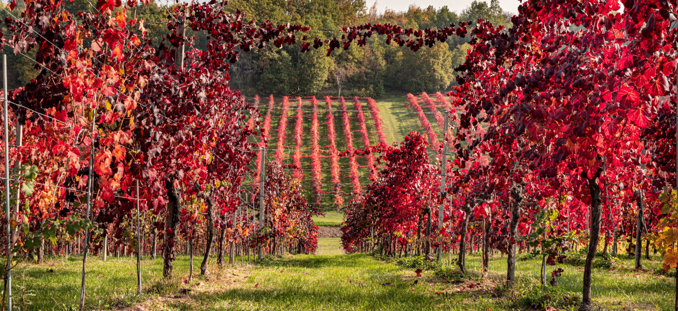 vines emilia romagna